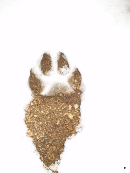 Coyote Paw Print in Snow
